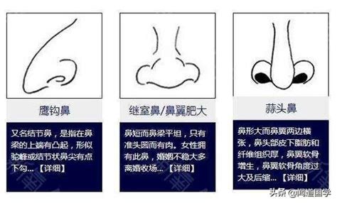 不露鼻孔 面相|鼻子面相图解